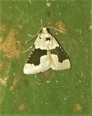Stemmatophora chloralis