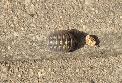 Armadillidium