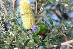 Trichoglossus moluccanus
