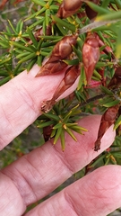 Stenanthera conostephioides