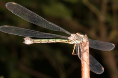 Chalcolestes viridis