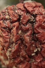 Monilinia fructicola