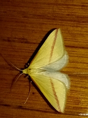 Rhodometra sacraria