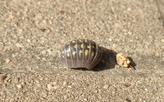 Armadillidium