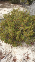 Stenanthera conostephioides