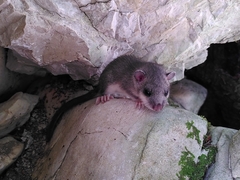 Glis glis