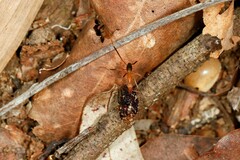 Leptomyrmex rufipes