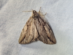 Ecnomodes sagittaria