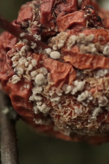 Monilinia fructicola