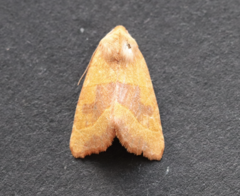 Atethmia centrago