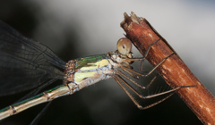 Chalcolestes viridis