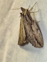 Ecnomodes sagittaria