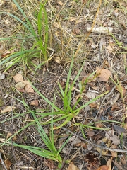Carex hirta
