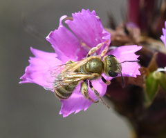 Seladonia