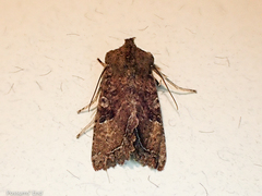 Meterana inchoata