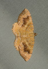 Camptogramma bilineata