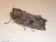 Meterana inchoata