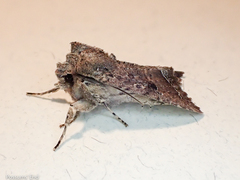 Meterana inchoata