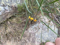 Daviesia wyattiana