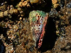 Conus imperialis