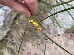 Daviesia wyattiana