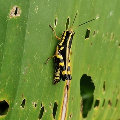 Traulia azureipennis