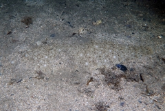 Solea senegalensis