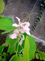 Bauhinia monandra