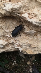 Dorcus parallelipipedus
