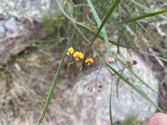 Daviesia wyattiana