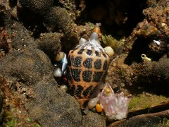 Conus ebraeus