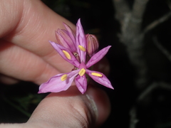 Burchardia rosea