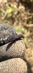 Ocypus olens