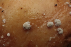 Monilinia fructicola