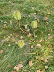 Lilium martagon