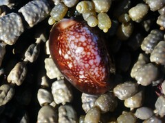 Monetaria caputserpentis