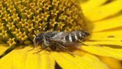 Coelioxys inermis