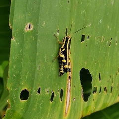 Traulia azureipennis