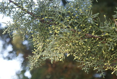 Cupressus arizonica