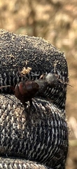 Ocypus olens
