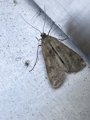 Cataclysta lemnata
