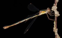 Chalcolestes viridis