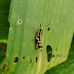 Traulia azureipennis