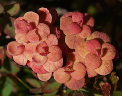 Exobasidium vaccinii-uliginosi