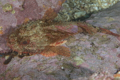 Scorpaena jacksoniensis