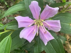 Melastoma