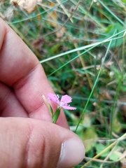Dianthus deltoides