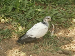 Columba livia domestica