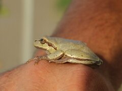 Hyla orientalis