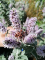 Rhynocoris iracundus